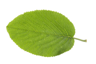 Wolliger Schneeball, Schnee-Ball, Viburnum lantana, Wayfaring Tree, Mansienne, Viorne lantane. Blatt, Blätter, leaf, leaves